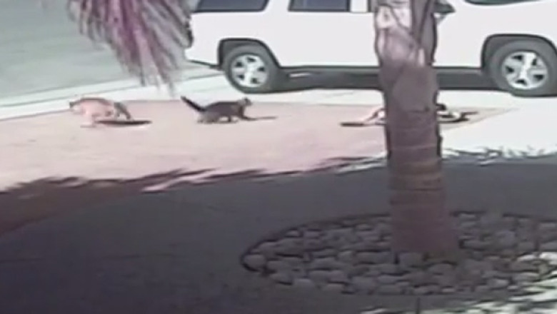 VIDEO. Caine pus pe fuga de un motan curajos Imagine