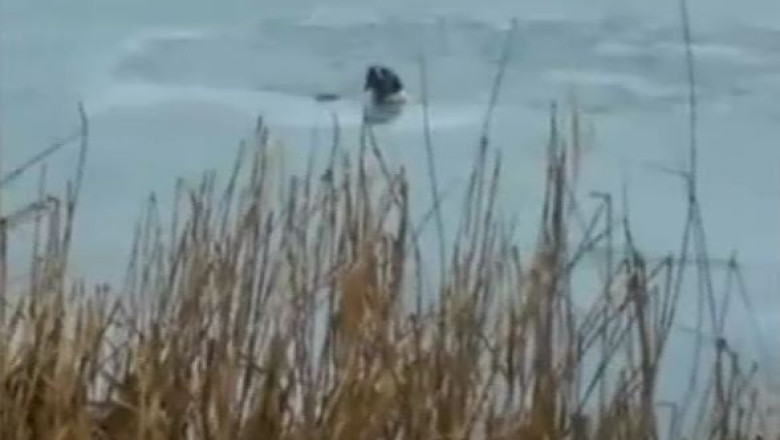 VIDEO. Caine salvat de la inec din apele inghetate ale unui lac din Brasov Imagine