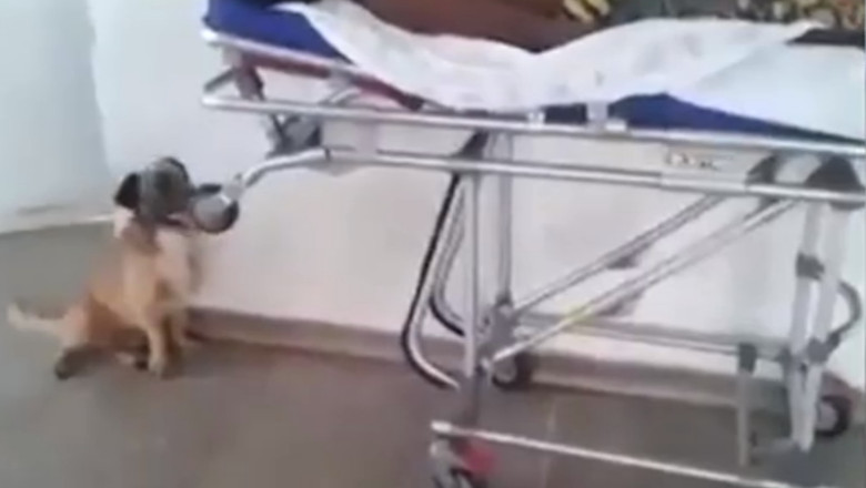 VIDEO. Cainele care alerga dupa ambulanta in care era stapanul sau Imagine