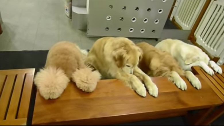 VIDEO. Cainii care se roaga inainte de fiecare masa Imagine