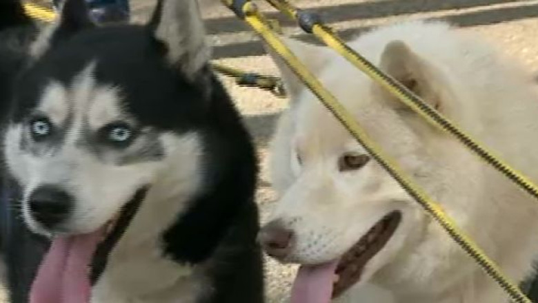 VIDEO. Cainii zapezilor, antrenamente la Cluj Imagine