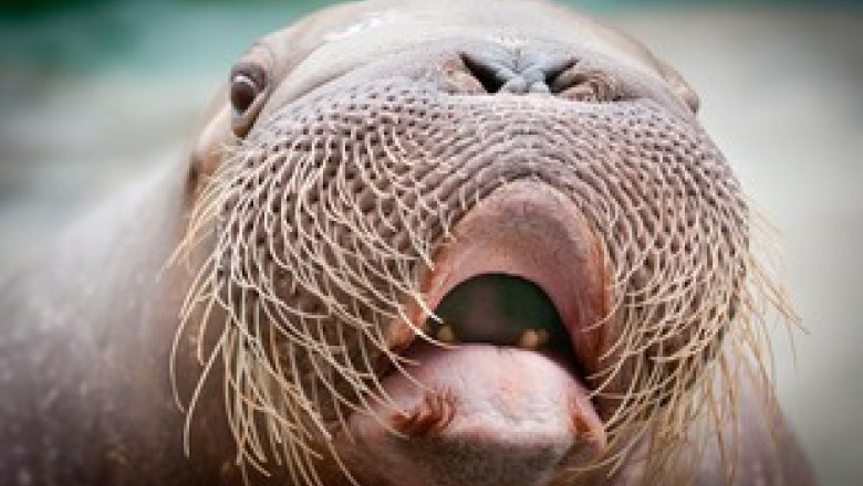 VIDEO Cantec de morsa: La 31 de ani, E.T. face vocalize Imagine