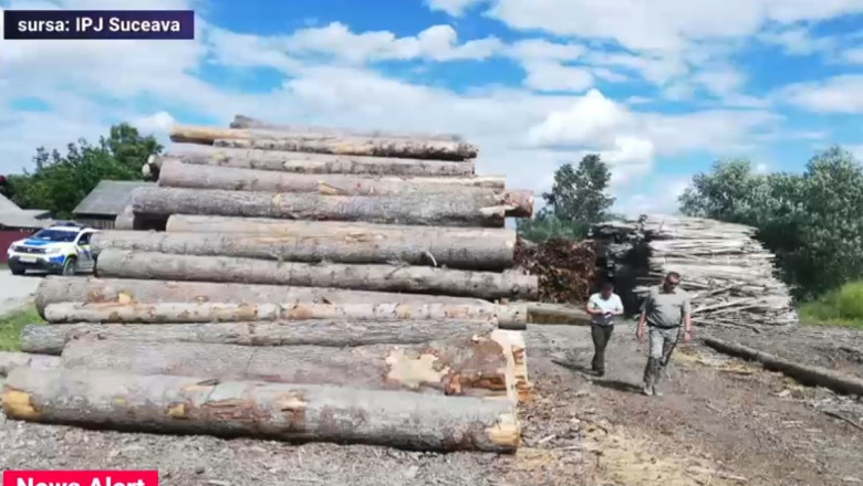 VIDEO Captura-record de lemn taiat ilegal. Politistii din Suceava au confiscat marfa in valoare de jumatate de milion de lei Imagine