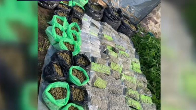 VIDEO Captura uriasa de canabis. Politistii au descoperit o cultura cu zeci de plante in Caras-Severin Imagine