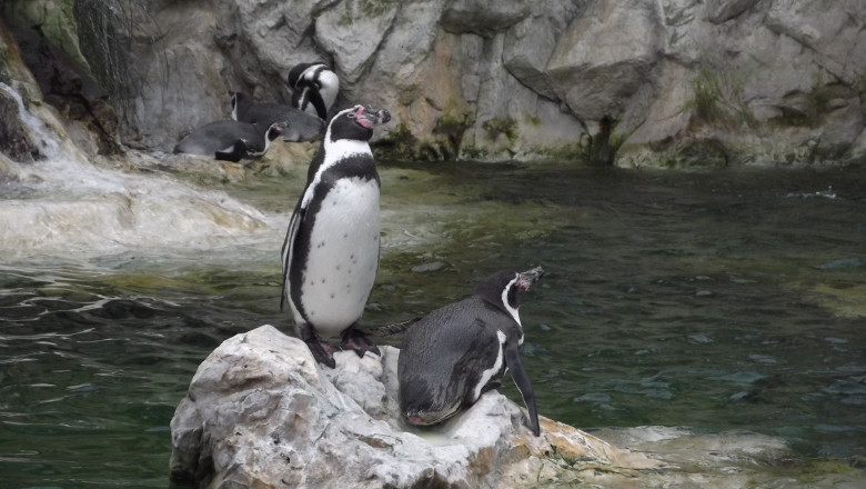 VIDEO. Ce face un pinguin indragostit de ingrijitorul lui Imagine