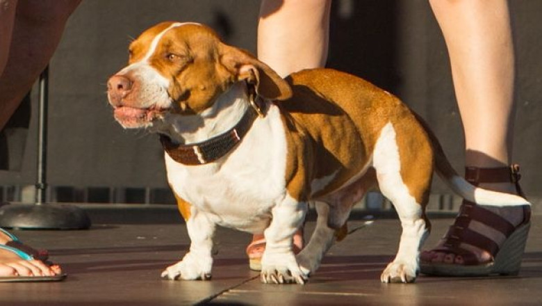 VIDEO. Cel mai urat caine din lume este o corcitura de beagle, basset si boxer Imagine