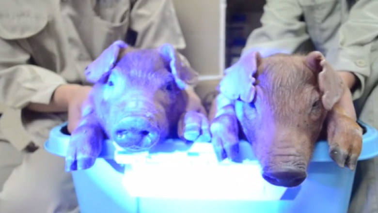 VIDEO. Chinezii au folosit ADN-un unor meduze pentru a crea porci care stralucesc in intuneric Imagine
