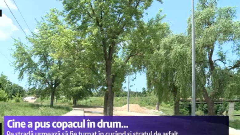 VIDEO. Cine-a pus copacu-n drum... Imagine