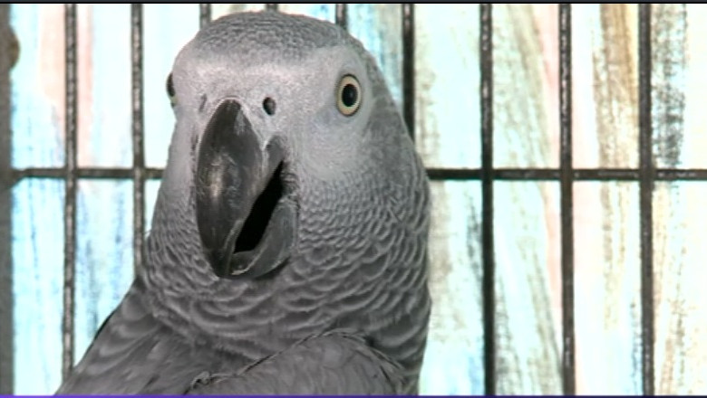 VIDEO. Coco, papagalul cu voce „horror” reclamat la polite Imagine