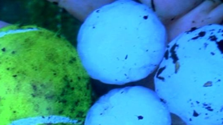 VIDEO. Cod portocaliu de furtuni in Franta. In Ile-de-France a plouat cu grindina de marimea unei mingi de tenis Imagine