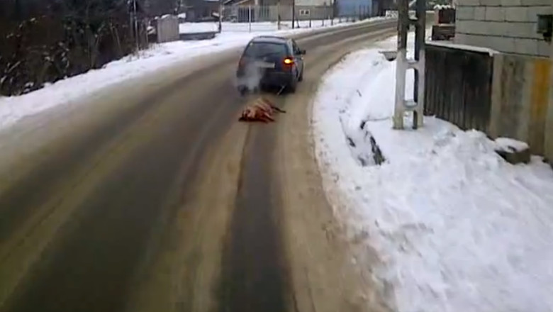 VIDEO. Cu porcul legat de masina, pe un drum judetean Imagine