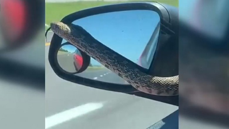 VIDEO. Cum a reactionat o soferita cand s-a trezit pe autostrada cu un sarpe pe parbriz Imagine
