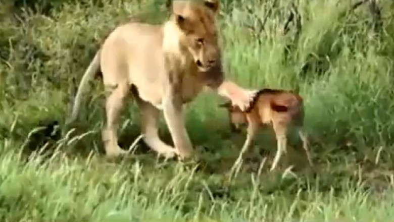VIDEO. Cum s-a imprietenit un leu cu vitelul pe care trebuia sa il manance Imagine