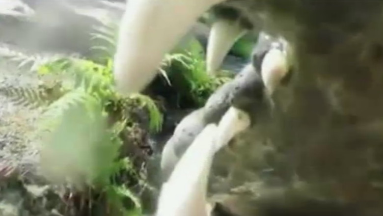 VIDEO. Cum se vede lumea printre coltii unui crocodil Imagine