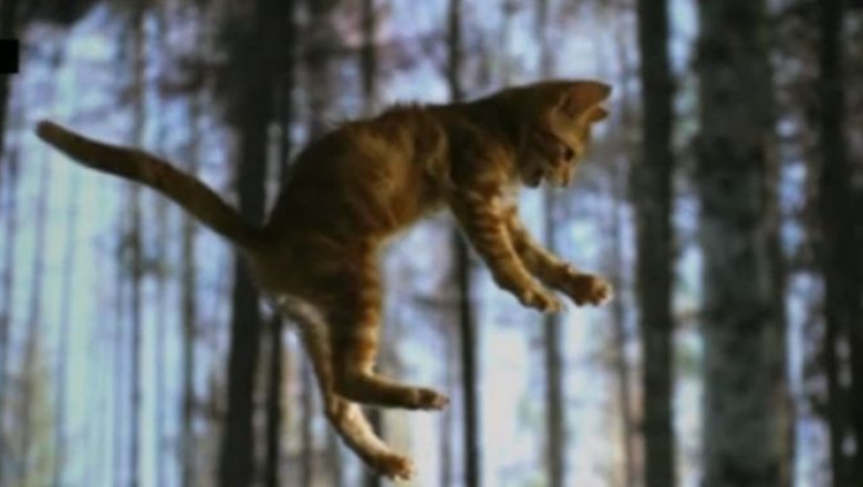 VIDEO. De ce cad pisicile intotdeauna in picioare Imagine