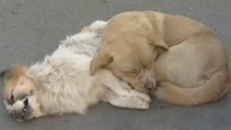 VIDEO. Devotament. Un catel nu a vrut sa se desparta de prietenul mort Imagine