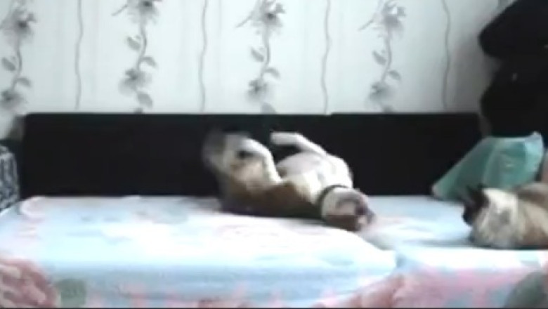 VIDEO. Distractia unui caine care nu e lasat sa se urce pe pat Imagine