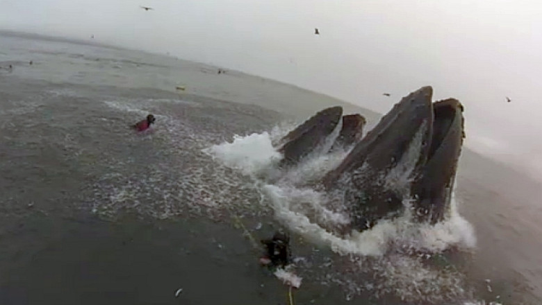 VIDEO Doi cameramani americani, la un pas sa fie inghititi de un grup de balene uriase in Oceanul Pacific Imagine