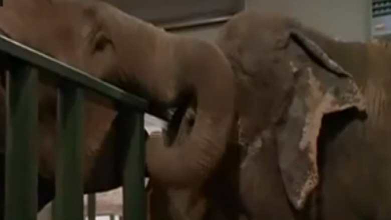 VIDEO. Doi elefanti care s-au revazut dupa 22 de ani devin vedete pe internet Imagine