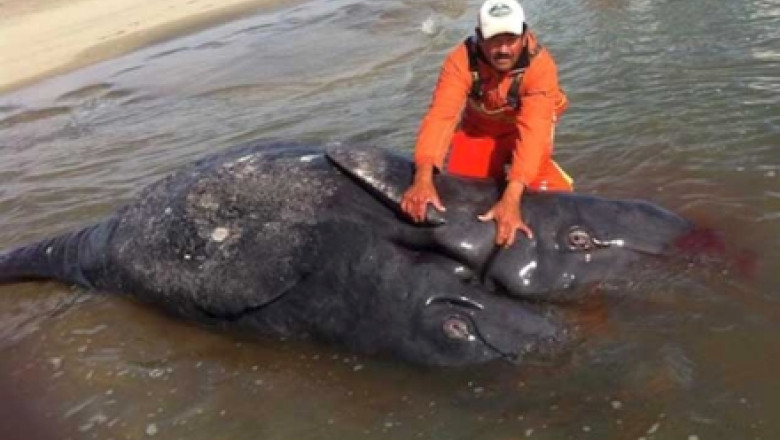 VIDEO Doi pui de balena siamezi au fost gasiti pe o plaja din Mexic. Este primul caz documentat de acest fel Imagine