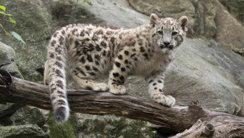 VIDEO. Doi pui de leopard de zapada au fost prezentati publicului la Gradina Zoologica din New York Imagine