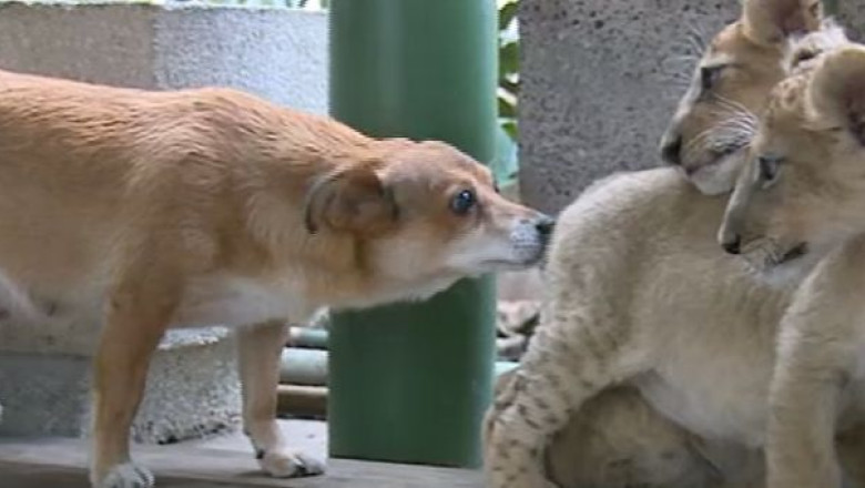 VIDEO. Doi pui de leu si unul de tigru, adoptati de cateluse maidaneze Imagine