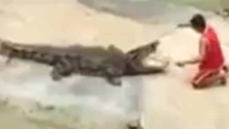 VIDEO. Dresorul prins in coltii crocodilului Imagine