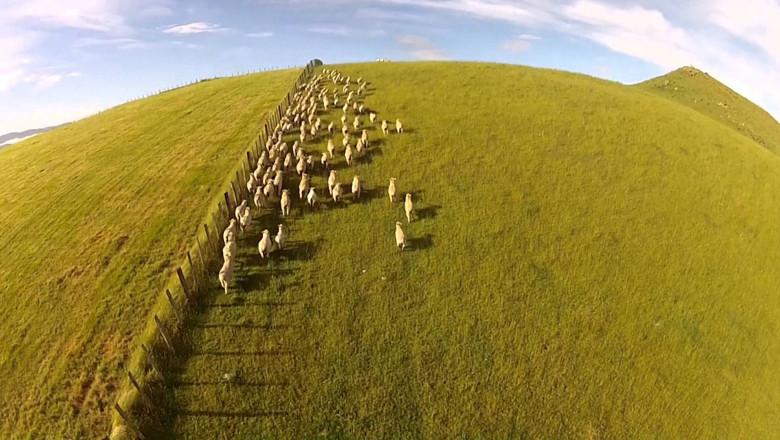 VIDEO Drona, paznic la oi. In Noua Zeelanda, cainii de paza ai turmelor sunt inlocuiti de tehnologia de ultima ora Imagine