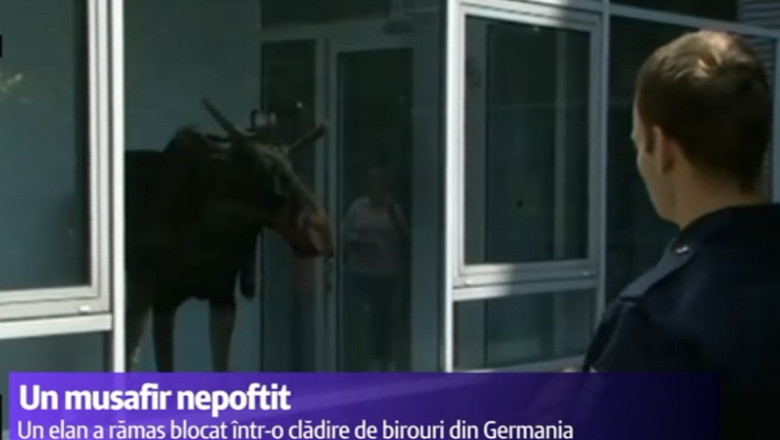 VIDEO. Elanul la birou Imagine