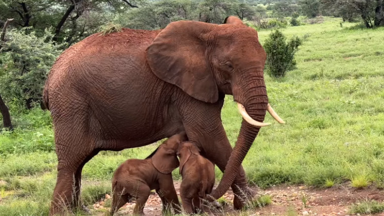 VIDEO. Eveniment rar: Alto, o femela de elefant din Kenya, a nascut gemeni Imagine