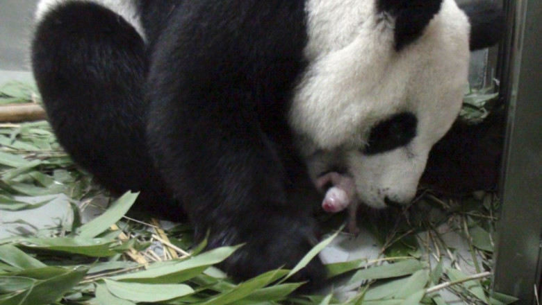 VIDEO. Eveniment rar. Un pui de urs panda s-a nascut la o gradina zoologica din Taiwan Imagine