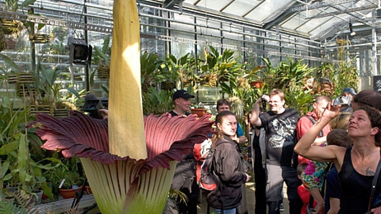 VIDEO „Floarea-cadavru” infloreste in Belgia: Titan Arum, una dintre cele mai urat-mirositoare plante Imagine
