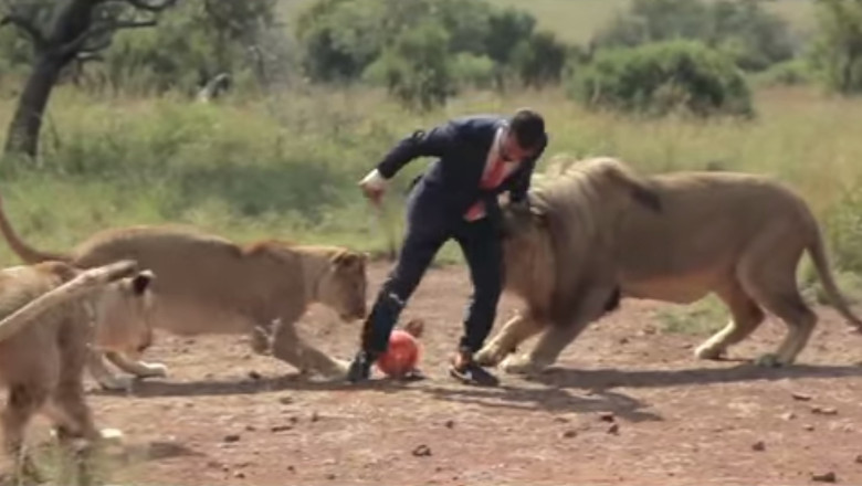 VIDEO. Fotbal cu leii, pentru un clip publicitar Imagine