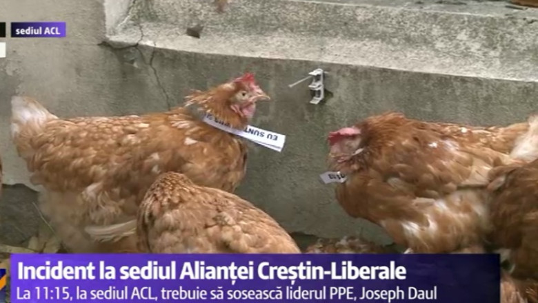 VIDEO. Gaini „electorale”, aruncate in curtea sediului ACL. Alina Gorghiu: „PSD este un partid al gainarilor!” Imagine