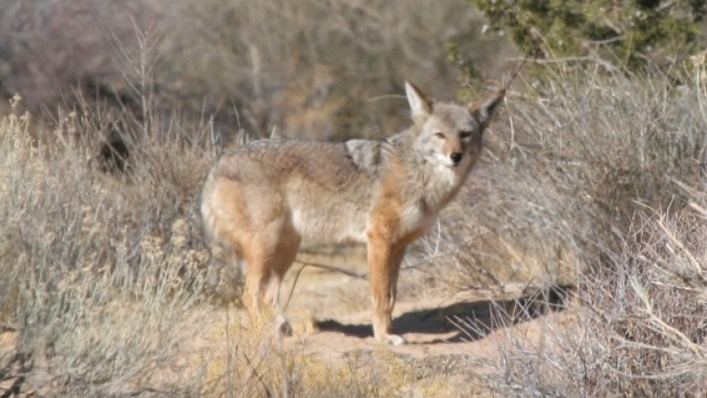 VIDEO. Imagini de noapte surprinse intr-un desert din sudul Californiei Imagine