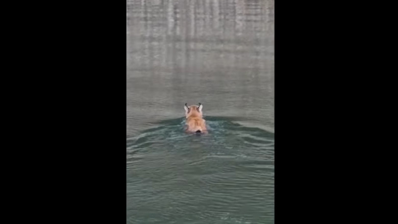 VIDEO Imagini rare cu un ras care traverseaza inot Lacul Bicaz Imagine