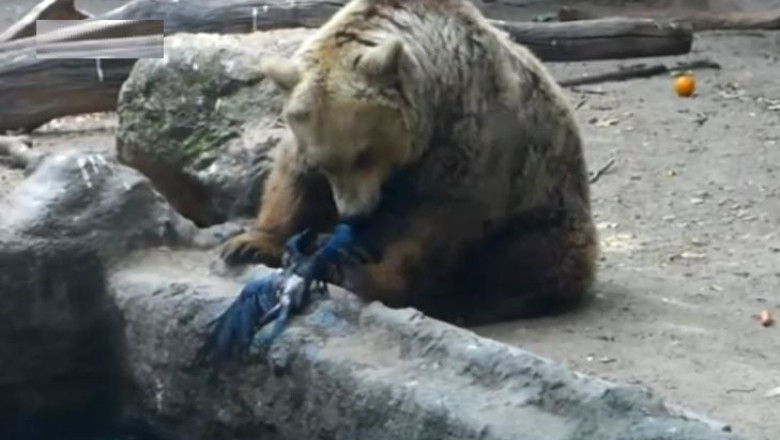 VIDEO. Imagini surprinzatoare la o gradina zoologica: un urs a salvat o cioara de la inec Imagine