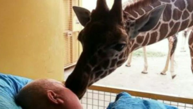 VIDEO. In loc de ramas bun. O girafa si-a mangaiat ingrijitorul aflat pe patul de moarte Imagine