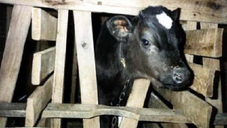 VIDEO. In Maroc s-a nascut un vitel cu doua capete Imagine