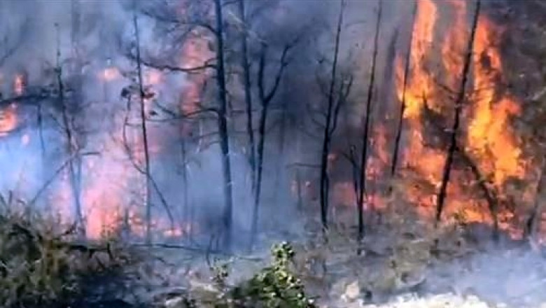 VIDEO Incendii violente de vegetatie la Ierusalim. Trei cartiere au fost evacuate, cel putin zece case au ars Imagine