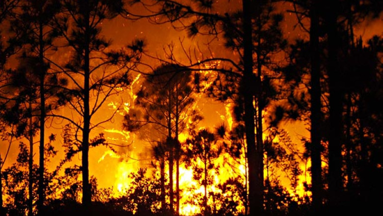 VIDEO. Incendiile lovesc nordul orasului Los Angeles. Zeci de hectare de padure au fost facute scrum Imagine