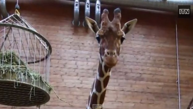 VIDEO. Internautii si iubitorii de animale, revoltati de eutanasierea girafei Marius Imagine