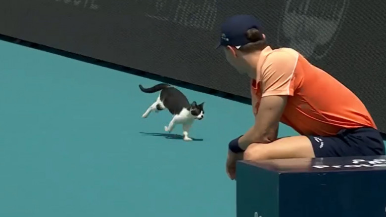 VIDEO Intrusul de la Miami Open. O pisica a intrerupt meciul dintre Venus Williams si Diana Shnaider Imagine