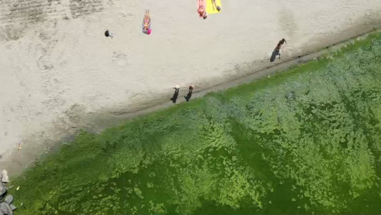 VIDEO Invazie de alge pe litoral: Imagini cu peisajul dezolant de care au parte turistii. Ce spun reprezentantii Apelor Romane Imagine