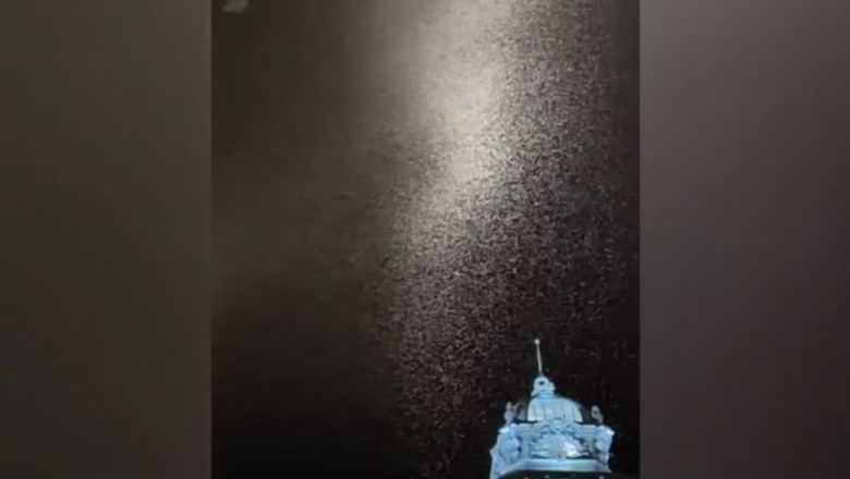 VIDEO Invazie de fluturi in marile orase din tara. Explicatia specialistilor Imagine