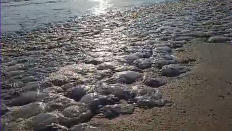 VIDEO Invazie de meduze pe litoral. Cum arata acum o plaja din Mamaia Imagine