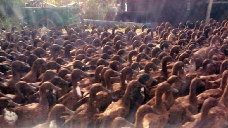 VIDEO Invazie de rate pe sosea. Mii de pasari au blocat traficul pe o ruta din Thailanda Imagine