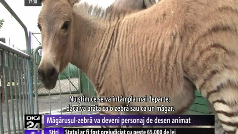 VIDEO. Ipo, magarusul-zebra a devenit vedeta unei ferme din Italia Imagine