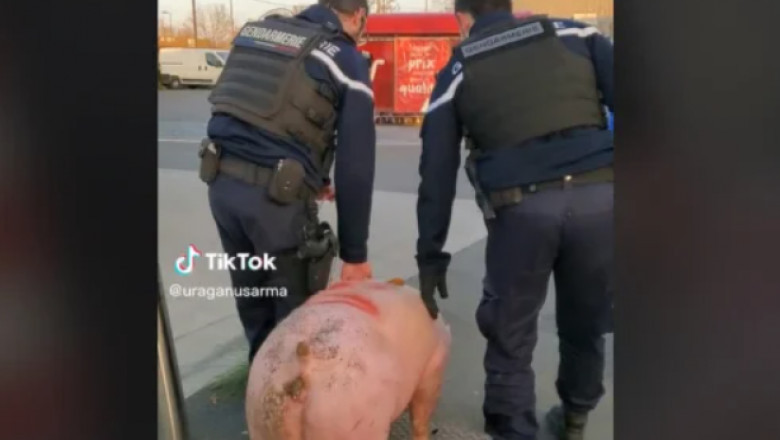 VIDEO Jandarmii francezi au confiscat porcul unor romani, chiar inainte sa fie sacrificat Imagine