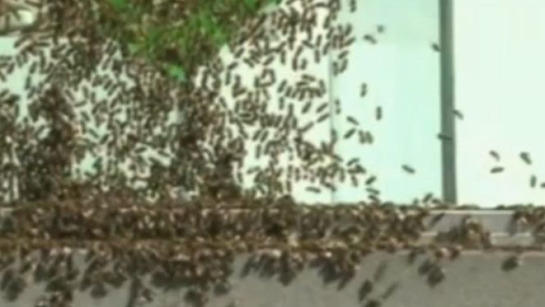 VIDEO. Londonezii, pusi pe fuga de albine Imagine